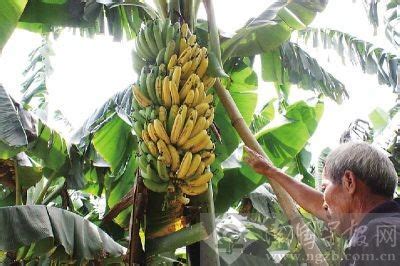 香蕉樹招陰